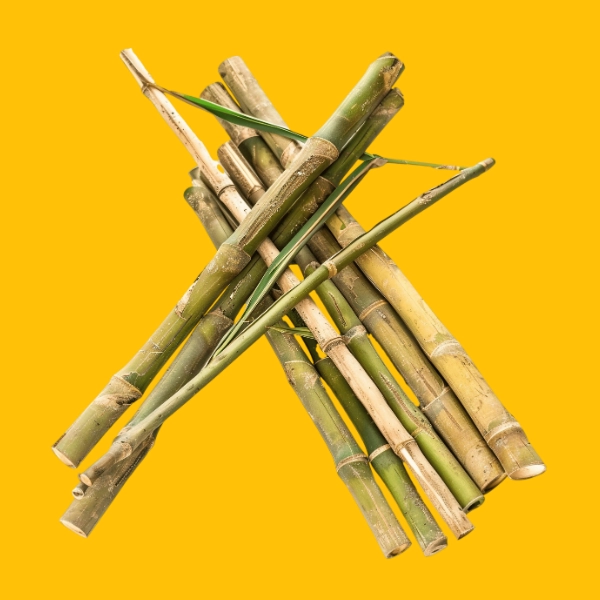 Bambu Icon